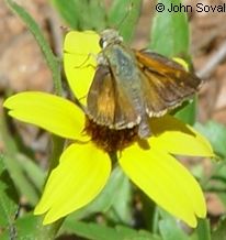 A brown Pawnee montae skiiper butterfly is perched on a bright yellow flower.
