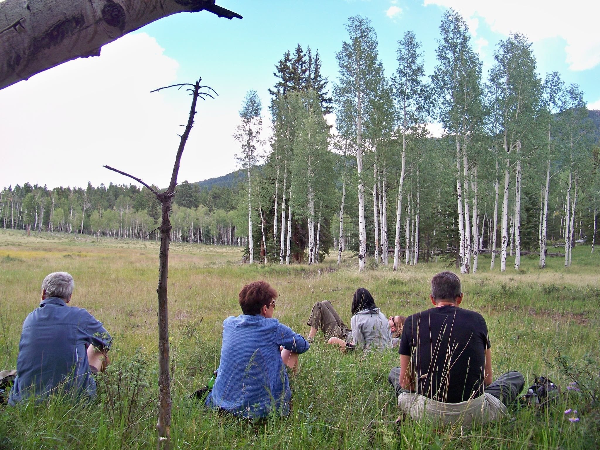 Five people sitting in green meadow near aspen trees