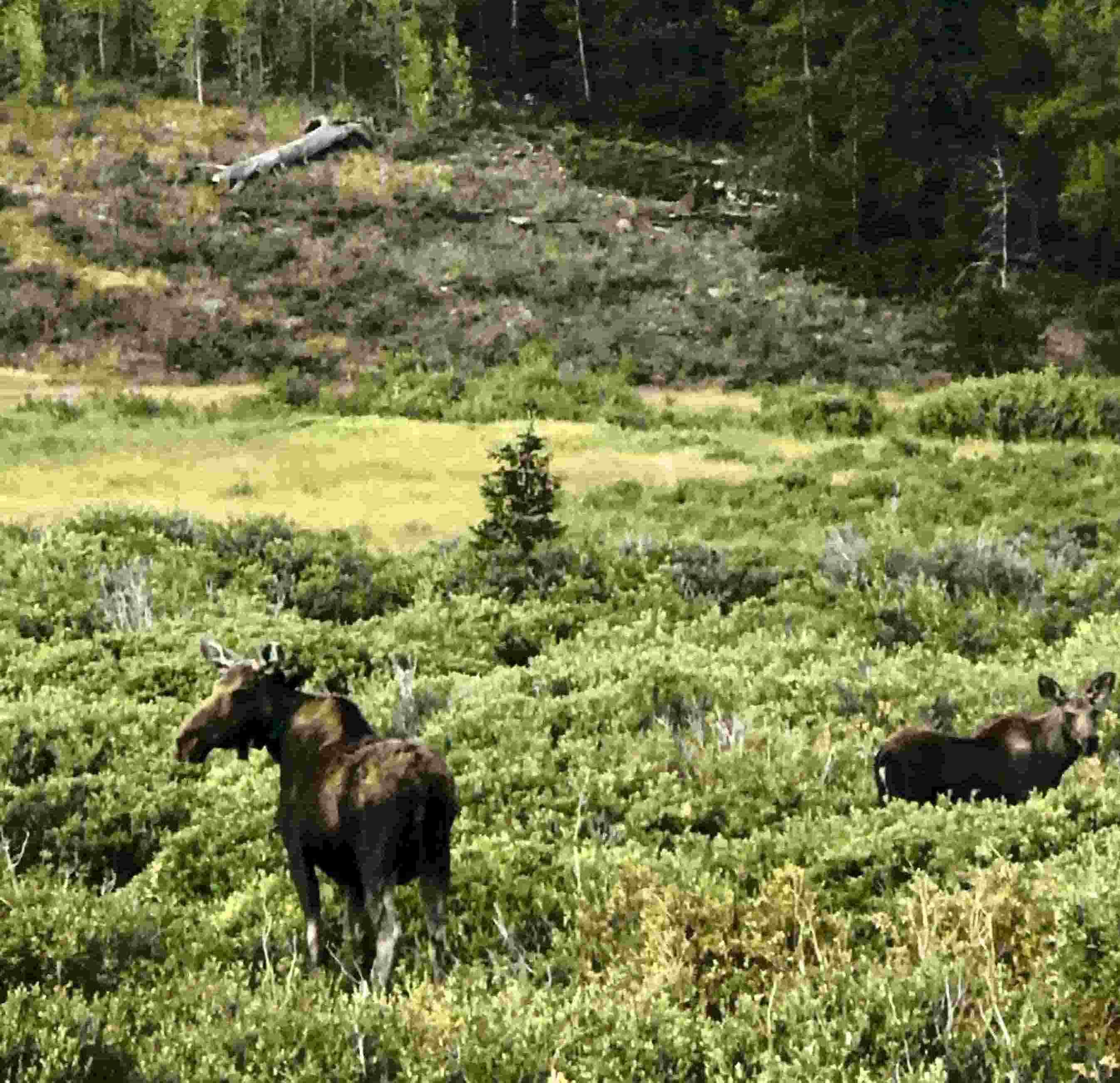 A moose in a green meadow