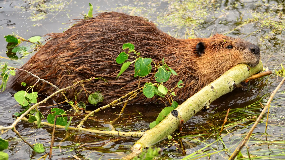 Beaver swinning in a pond with a branch in his mouth